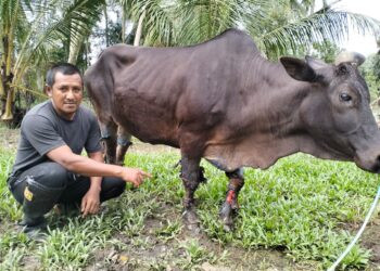 SEORANG penternak menunjukkan lembunya yang mengalami penyakit kulit akibat banjir di Mukim Bendang Pak Yong, Tumpat, Kelantan.