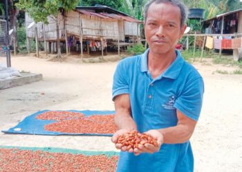 MANZURIZAL Manang menunjukkan koko kering premium dan berkualiti tinggi dihasilkannya.