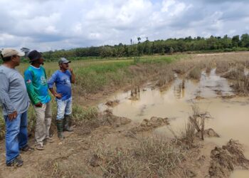 NORAZMI Sham Abdullah (kanan) bersama Mohd. Noor (tengah) dan Md Sani (kiri) melihat tapak sawah yang terjejas banjir di Kampung Londah, Gemas, Tampin hari ini. – UTUSAN/NOR AINNA HAMZAH.