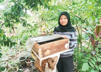 SITI Aisyah Osman menunjukkan lot sarang kelulut yang masih menghasilkan madu di Kampung Padang Landak dekat Jertih, Besut, Terengganu. - UTUSAN / WAN ZURATIKAH IFFAH WAN ZULKIFLI