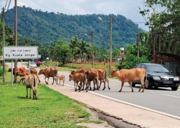 SEKUMPULAN lembu dibiarkan berkeliaran di jalan raya ketika tinjauan di beberapa buah kampung di Hulu Dungun, Terengganu. - UTUSAN/NIK NUR IZZATUL HAZWANI NIK ADNAN