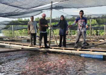 PESERTA yang terlibat menjayakan projek ternakan ikan di bawah Skim Sejati Madani  memberi makan ikan ternakan di sangkar yang mereka usahakan di Sungai Pinang Mukim Selinsing di Bagan Serai. - UTUSAN/WAT KAMAL ABAS