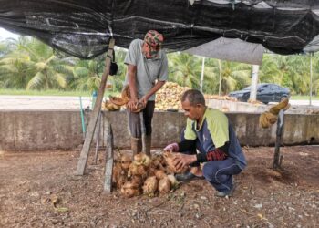 PEKEBUN mengopek kelapa di tempat pengumpulan buah kelapa yang mengalami kekurangan bekalan akibat cuaca tidak menentu. - UTUSAN/AIN SAFRE BIDIN