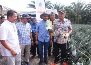 MOHD. ALI Mohd. Rustam menunjukkan nanas yang dituai pada Program Tuaitama Nanas MD2 Seri Nanas Farm di Ladang Bukit Senggeh, Jasin, Melaka. - UTUSAN/AMRAN MULUP