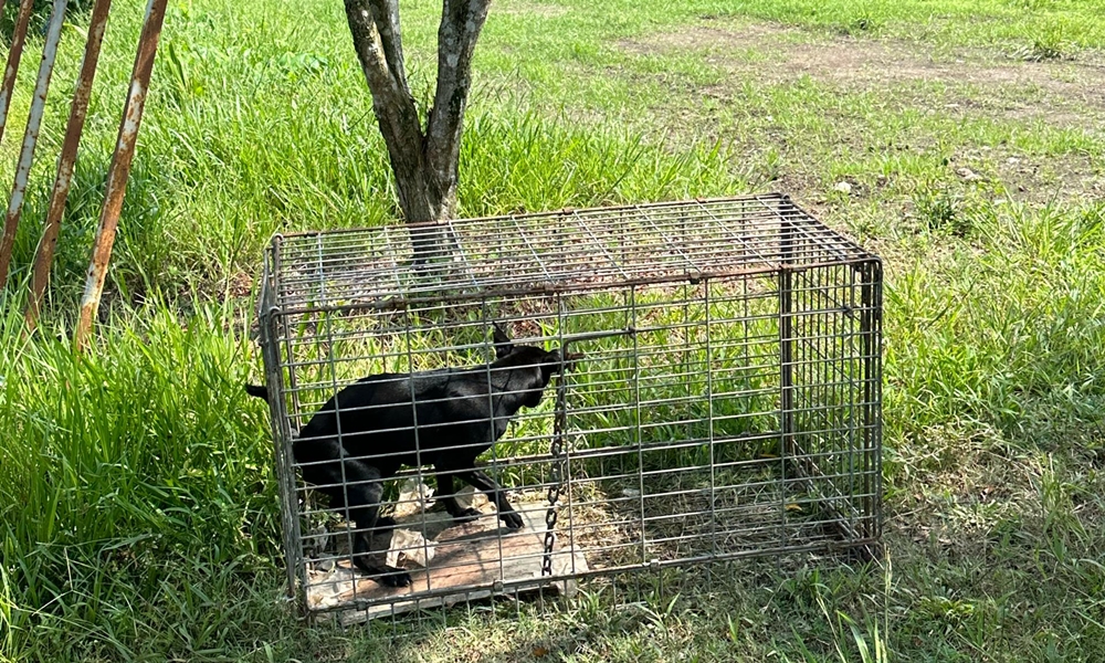 Perangkap anjing