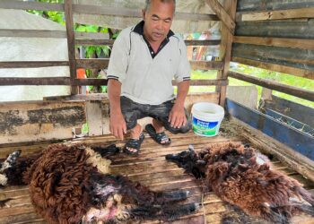 SUDIN Loman menunjukkan bangkai biri-birinya selepas diserang anjing liar di Kampung Gong Nibong, Beris Lalang, Bachok, Kelantan. – UTUSAN/TOREK SULONG