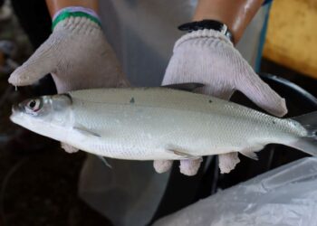 IKAN susu adalah sumber protein berkualiti tinggi serta kaya dengan pelbagai vitamin menjadikannya pilihan makanan yang baik untuk kesihatan, membantu mengekalkan kekuatan tulang, mengurangkan keradangan serta menyokong fungsi hati dan buah pinggang.