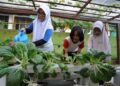 MENANAM sayur di rumah dapat menjimatkan kos. – GAMBAR HIASAN