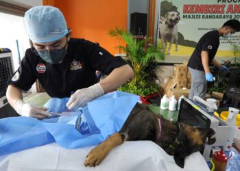 SEORANG  doktor melakukan pembedahan kembiri ke atas seekor anjing liar sempena Program Kembiri Anjing Liar MBJB Bersama Social Hero Foundation & Vet Partners Malaysia di Dewan Raya Taman Perling, Johor Bahru.