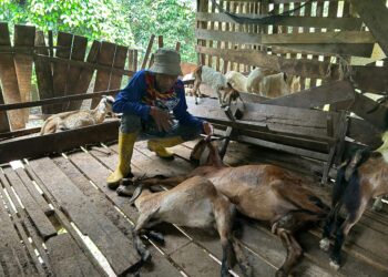 MINA@Zulkifli memeriksa dua ekor kambingnya yang mati ketika ditemui di kandangnya di Kampung Besol Lama, Bukit Besi di Dungun. - UTUSAN/NIK NUR IZZATUL HAZWANI NIK ADNAN