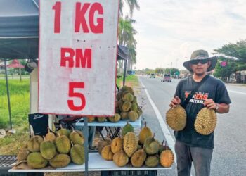 FIRDAUS Isa menunjukkan durian kampung yang dijual di tepi jalan di pekan Kampung Gajah di Pasir Salak. – UTUSAN/AIN SAFRE BIDIN