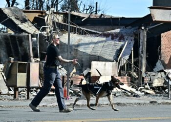 ANGGOTA polis wanita membawa anjing pengesan ke kawasan kejiranan Pacific Palisades di Los Angeles.-AFP