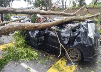 KEADAAN Kereta Produa Alza yang dinaiki empat individu selepas dihempap pokok di Kilometer 48.5 Jalan Batu Pahat - Mersing berhampiran Taman Desa, Kluang, Johor pagi tadi.