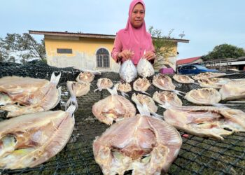 NOR FAZILA Mohd. Kamaruzzaman bersama ikan bekok dan kering yang diusahakannya di Kampung Pachakan, Pasir Puteh, Kelantan. -UTUSAN/TOREK SULONG.