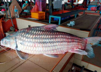 IKAN tamalian merupakan ikan asli atau 'ori' Sungai Pahang yang mendapat permintaan tinggi peminat tegar ikan air tawar, namun kewujudan ikan eksotik itu kini semakin pupus.