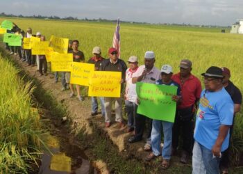 Harga padi jatuh