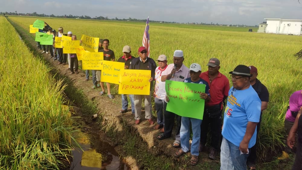 Harga padi jatuh