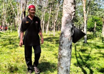 WAN Omar Wan Daud melihat keadaan pokok getah dikebun di Kampung Baroh Pial, Rantau Panjang, Kelantan. – UTUSAN/ROHANA ISMAIL