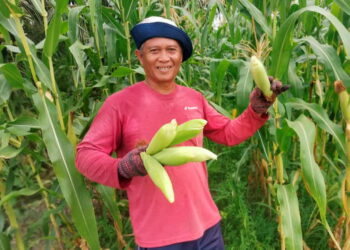 GHAFOR Sarif menunjukkan hasil jagung yang ditanam di tanah sawah di Sungai Manik di Pasir Salak. – UTUSAN/AIN SAFRE BIDIN