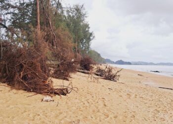 SEBAHAGIAN pokok ru yang tumbang ekoran hakisan pantai dan ombak besar di Pantai Teluk Mak Nik, Kemaman, Terengganu. – UTUSAN/NIK NUR IZZATUL HAZWANI NIK ADNAN