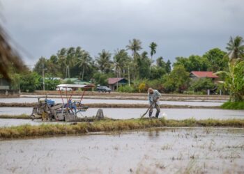 PESAWAH terus membanting tulang walaupun menerima pulangan yang tidak setimpal ekoran harga belian padi yang terlalu murah. 
– UTUSAN/ SHAHIR NOORDIN