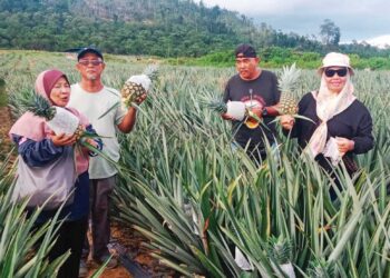 ZAINUL Ismail (dua dari kiri) melayan pelanggan yang membeli nanas MD2 di Taman Pertanian Lembah Gelanggi, Pulau Tawar, Jerantut, Pahang. - UTUSAN/HARIS FADILAH AHMAD