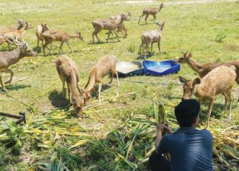 RUSA baka timorensis diternak di Lenggong, Perak mendapat permintaan tinggi sepanjang Tahun Baharu Cina.