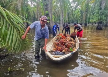 PEKERJA kebun terpaksa membawa buah kelapa sawit menggunakan sampan berikutan kawasan Kampung Permatang di Pasir Salak, Perak
dinaiki air Sungai Kinta akibat ban pecah sejak tiga bulan lalu. UTUSANAIN SAFREE BIDIN (B