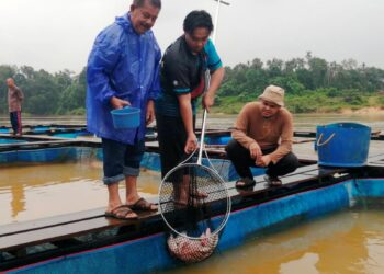 TUAN Abd. Razif Tuan Ngah (kiri ) melihat hasil Projek Ternakan Ikan Sangkar Kampung Getang di Hulu Terengganu. - UTUSAN / NOOR HAYATI MAMAT