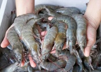 HARGA udang pada musim perayaan Tahun Baharu Cina di Pulau Pinang dilaporkan stabil dan tidak mengalami kenaikan mendadak seperti yang berlaku pada tahun-tahun sebelumnya. – GAMBAR HIASAN.