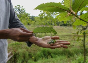 PENTING untuk pengguna dan pihak berkuasa mendekati ketum dengan penuh berhati-hati untuk mengetahui  sifatnya yang boleh menjadi penyembuh atau racun.