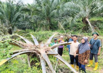 BEBERAPA peneroka menunjukkan pokok kelapa sawit yang dimusnahkan gajah liar di Rancangan Kemajuan Tanah (RKT) Kesedar Paloh 1, Gua Musang, Kelantan. -UTUSAN/AIMUNI TUAN LAH