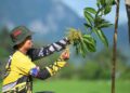 MOHD. Fairus Abd. Razak memeriksa bunga pokok harumanis yang sudah berbunga di kebunnya di Abi, Kangar, Perlis baru-baru ini. - Mingguan/IZLIZAN OTHMAN