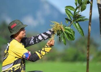 MOHD. Fairus Abd. Razak memeriksa bunga pokok harumanis yang sudah berbunga di kebunnya di Abi, Kangar, Perlis baru-baru ini. - Mingguan/IZLIZAN OTHMAN