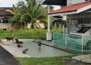 KUMPULAN anjing liar yang terdapat di Kampung Bahagia di Teluk Intan ketika tinjauan semalam. - UTUSAN/AIN SAFRE BIDIN