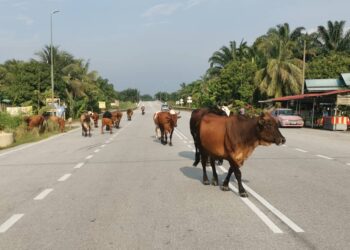 LEMBU berkeliaran sehingga atas jalan raya ketika tinjauan di Pasir Salak. - UTUSAN/AIN SAFRE BIDIN