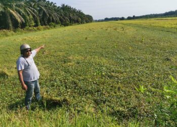 PESAWAH menunjukkan keadaan sawah yang tidak dapat diusahakan akibat ditenggelami banjir di Labu Kubong di Pasir Salak. – UTUSAN/AIN SAFRE BIDIN