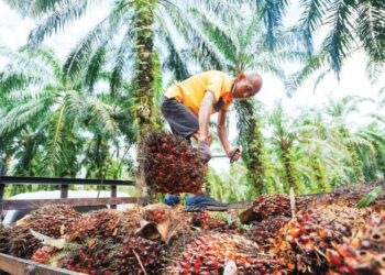 PENGGUNAAN sungkupan dapat memperbaiki kesuburan tanah serta memastikan ladang lebih produktif dan mampan dalam jangka panjang.