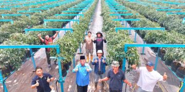 ABDUL Razak (tengah) bergambar bersama peserta di ladang cili merah seluas empat hektar. – UTUSAN/ ABDUL RAZAK IDRIS