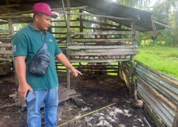 ZULFIKAR  Azri Nizam Zakaria menunjukkan kesan serangan anjing liar dalam kandang biri-birinya di Kampung Baru, Beris Lalang, Bachok, Kelantan. - UTUSAN/TOREK SULONG