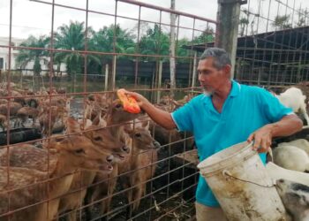 GHAZALI Mat memberi makan ternakan rusanya di Kampung Pauh, Hulu Terengganu. – UTUSAN/NOOR HAYATI MAMAT.