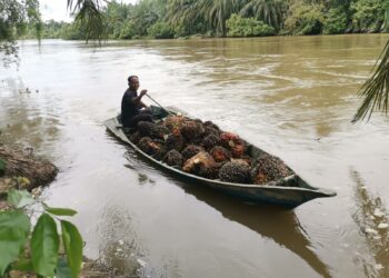 MAT Radzi Sahuddin membawa buah kelapa sawit menggunakan sampan menyeberangi Sungai Kinta 
di Pasir Salak, Perak – UTUSAN/AIN SAFRE BIDIN.