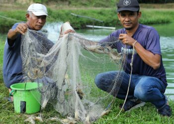 MOHAMAD Izzudin Jizan (kanan) ketika ditemui  di Kampung Jumbang, Kuala Pilah, semalam selepas mengeluarkan hasil udang galah yang diternaknya. UTUSAN/ MOHD. SHAHJEHAN MAAMIN.