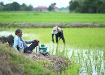 KERAJAAN Madani telah memperuntukkan sekitar RM150 juta kepada pengilang padi bagi tempoh enam bulan pertama tahun ini untuk mengekalkan harga jualan Beras Putih Tempatan (BPT).-UTUSAN