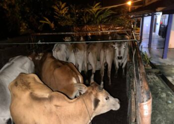 SEBAHAGIAN lembu seludup yang dirampas selepas menahan sebuah lori yang dipandu oleh seorang lelaki di Kampung Belukar, Jalan Kota Bharu-Pengkalan Kubor, Tumpat, Kelantan kelmarin-IHSAN PGA.