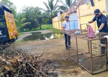 ANGGOTA penguat kuasa Majlis Daerah Bachok (MDB) memasang perangkap anjing liar di kawasan Beris Lalang, Bachok, Kelantan.