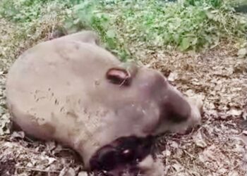 TANGKAP layar video tular penemuan gajah tanpa kepala dan kaki berhampiran Maliau Basin di Jalan Kalabakan, Tawau, Sabah semalam.