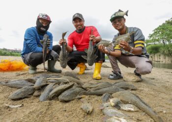 PENGASAS Skuad Pemburu Ikan Asing (SPIA) Mohd. Haziq A. Rahman (paling kanan) bersama ahli ketika melakukan tangkapan ikan bandaraya di Sungai Kuyoh, berhampiran kawasan Rehat dan Rawat (RnR) Awan Besar.