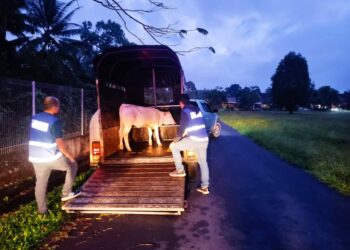 ANGGOTA Jabatan Perkhidmatan Veterinar (JPV) Terengganu memeriksa float kuda yang digunakan untuk memindahkan lembu di Besut, Terengganu, hari ini. - IHSAN JPV