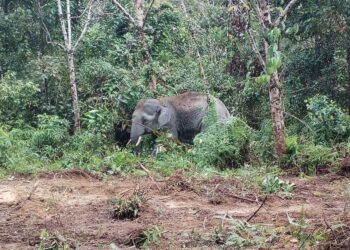 SEEKOR gajah jantan ditangkap Jabatan Perlindungan Hidupan Liar dan Taman Negara (Perhilitan) di Kampung Payong, Setiu, Terengganu. - UTUSAN /WAN ZURATIKAH IFFAH WAN ZULKIFLI